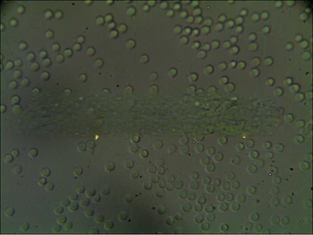 Диоксид кремния для сферической хроматографии / 3 микросферических диоксида кремния / Сферический связующий диоксид кремния / 3 Микро-диоксида кремния C18 Изображение